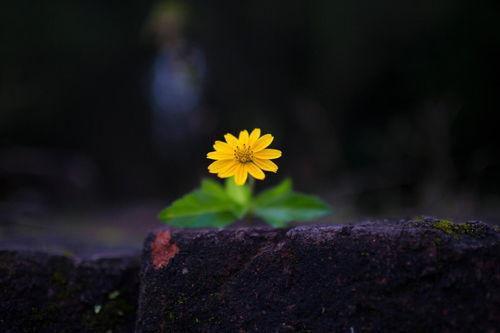 在头条怎么拍摄花草视频,捕捉自然之美