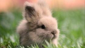 吃瓜的兔子怎么解,揭秘娱乐圈幕后故事