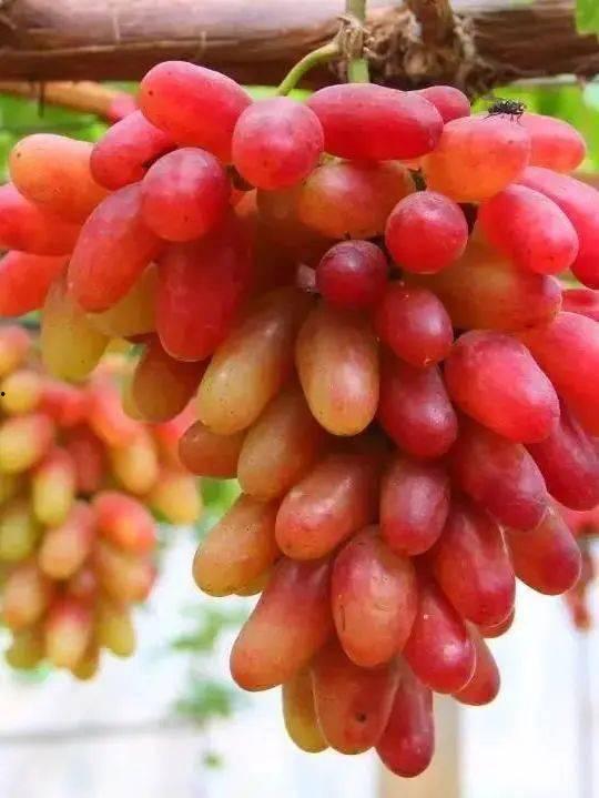 瓜洲吃货,一场味蕾的盛宴之旅