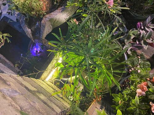 头条什么植物最好养,盘点最适合新手养护的植物