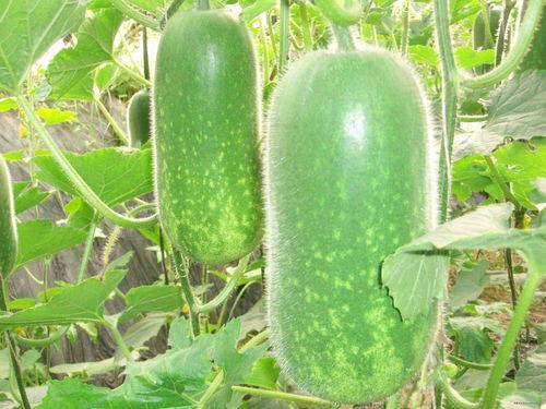 天涯吃瓜楼图片高清,高清图鉴揭秘网络热议事件背后的真相