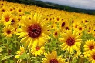 网红爆款太阳花玩具图片,网红爆款，萌动你的心房